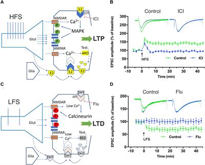 Rapid Estrogenic and Androgenic Neurosteroids Effects in the Induction of Long-Term Synaptic Changes: Implication for Early Memory Formation